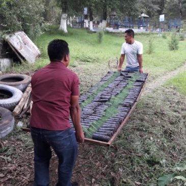 Donación de árboles busca reforestar San Juan Sacatepéquez